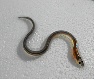 Image: Putnam et al